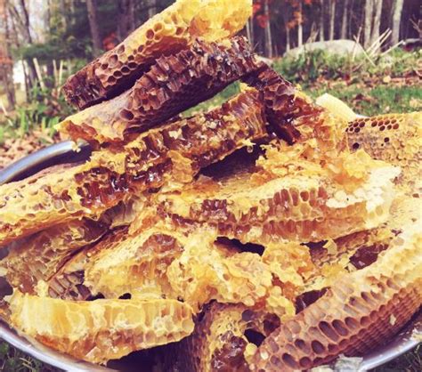 Swarm traps and bait hives. Types of Beehives - Organic Gardening - MOTHER EARTH NEWS