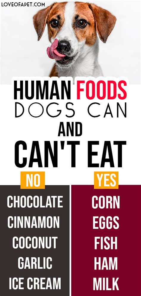 Can humans eat dog food? 29 Human Foods Dogs Can and Can't Eat | Human food, Foods ...