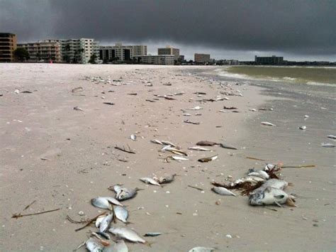 Red Tide Fish Kill Reported At Sarasota Beaches News Sarasota Herald Tribune Sarasota Fl
