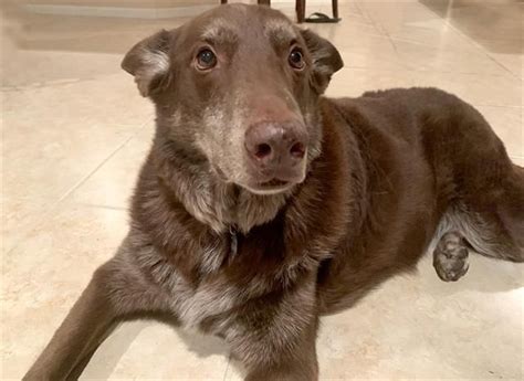 Maybe you would like to learn more about one of these? Adoption Center Humane Society Dogs For Adoption Near Me
