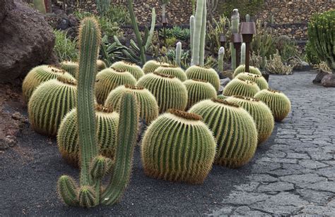 21 Best Cactus Plants To Grow In Your Garden