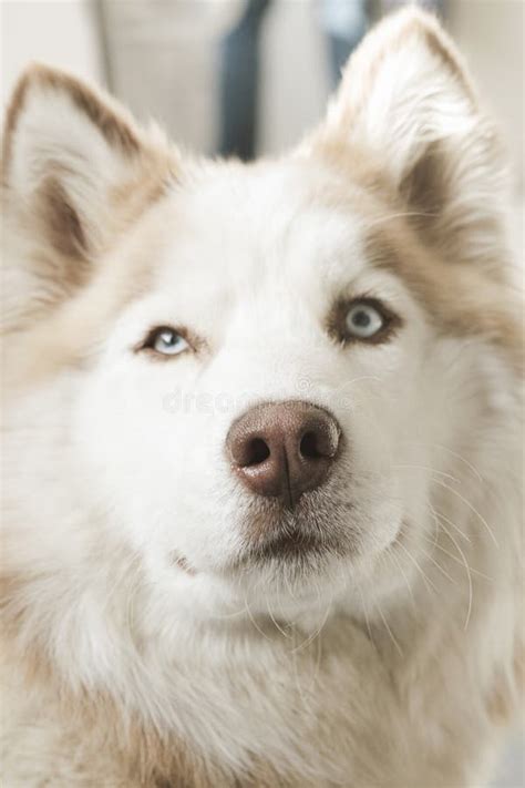 Siberian Husky With Beautiful Blue Eyes Portrait Of Gorgeous Siberian