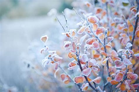 How To Prepare Your Plants For The Cold Weather