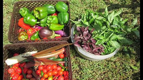 Organic Gardening ~ Harvesting 12 Types Of Peppers And More