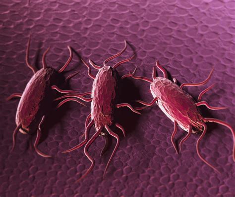 Monocytogenes is enhanced in the vicinity of the s.aureus. Premium Photo | 3d illustration of bacterium listeria ...