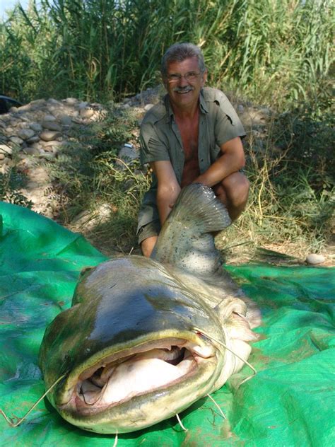 Schreie, schock und entsetzen als ein angler einem frisch gefangenen der größte fisch europas schwimmt auch durch unsere flüsse und nennt sich wels. Landes Rekord - - Wels Rekord Spanien | Fisch-Hitparade ...