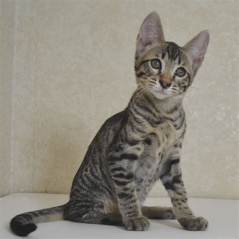 His doctor says he looks like maybe his mom or dad was one. F2 Savannah Kittens Available in Ohio Savannah Cats Call ...