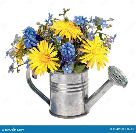 Spring Flowers Bouquet In Garden Watering Can Stock Image Image Of