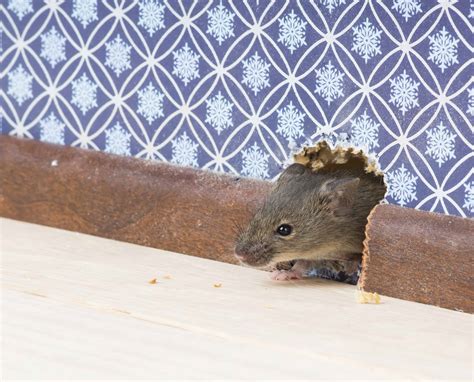 How Are Mice Getting Into Your House Mouse Trap Guide