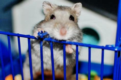 ¿por qué puede morder un hámster? 1000+ images about Dwarf hamster on Pinterest | 2 chainz, Pets and Baby hamster