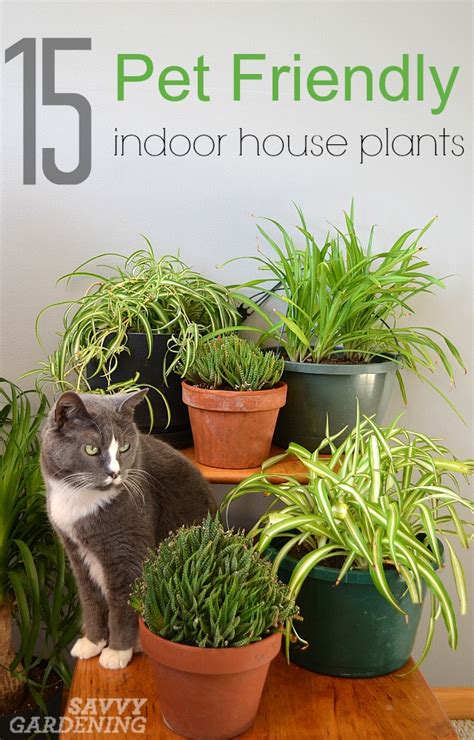 15 indoor plants that are safe for cats and dogs. Pet Friendly House Plants: 15 indoor plants that are safe ...