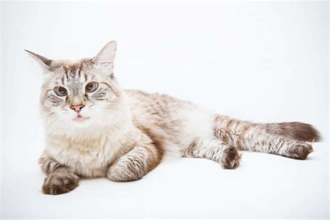 What Is A Lynx Point Siamese Cat Pets Kb