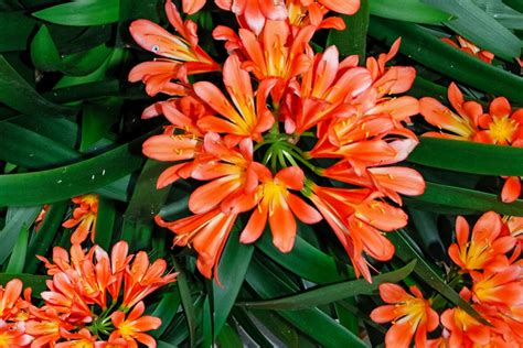 Fire Lily Indoor Plant Care And Growing Guide