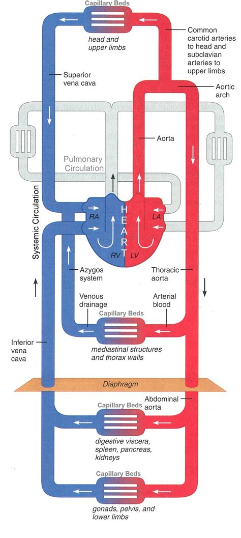 Figure ..: Schematic of the systemic circulation (adapted from