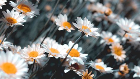 Download Wallpaper 1920x1080 Chamomile Flowers White Bloom Plant
