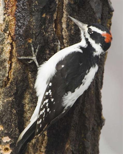Hairy Woodpecker Audubon Great Lakes