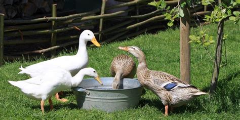We did not find results for: Enten im eigenen Garten halten | Stallbedarf24 Ratgeber