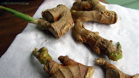 I go through a whole lot of ginger. Grow: Ginger Plants! | Spuv Goo
