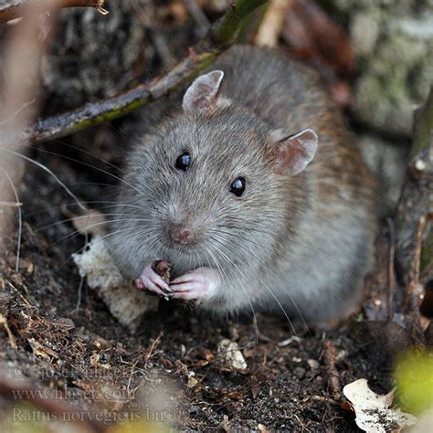 Brown Rat Rattus Norvegicus