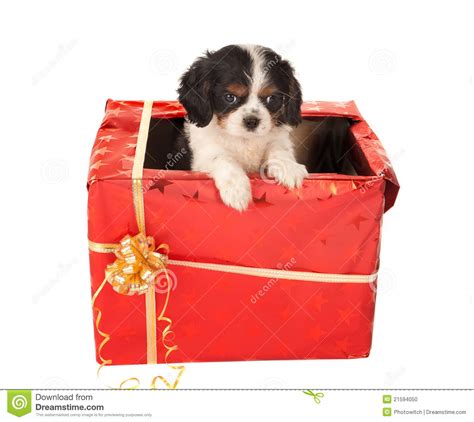 Maybe you would like to learn more about one of these? Puppy Surprise For Christmas Stock Photo - Image of ...