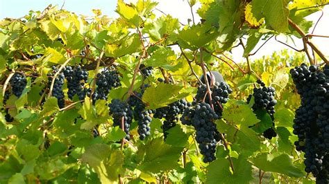 How To Grow Grape Vines