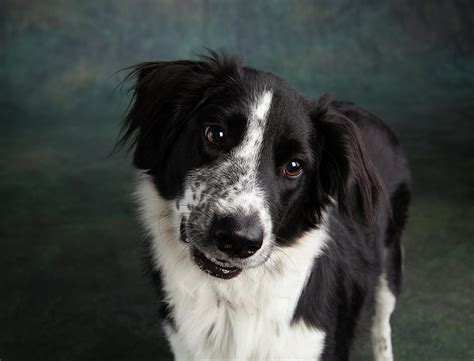 Portrait Of A Border Collie Mix Dog Photograph By Animal Images Fine