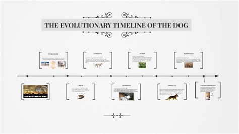 The Evolutionary Timeline Of The Dog By Keyanna D
