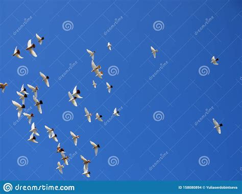 Flock Of White Doves Flies In The Blue Sky Stock Photo Image Of