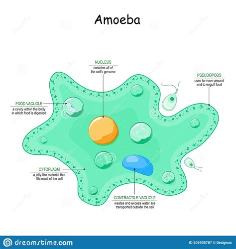 Amoeba Anatomy. Unicellular Animal Stock Vector - Illustration of