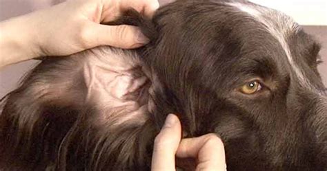 Proven to help your dog's ear infection naturally. It's a Dog's World: Dog Ear Infections