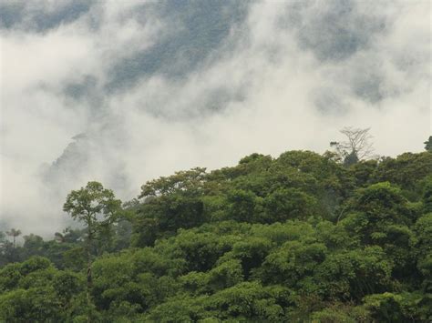 Travelling Through Cloud Forests In Peru Smithsonian Photo Contest