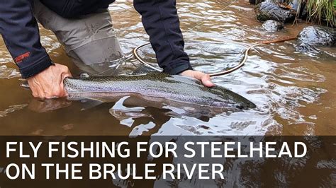 Fly Fishing For Steelhead On The Brule River Youtube