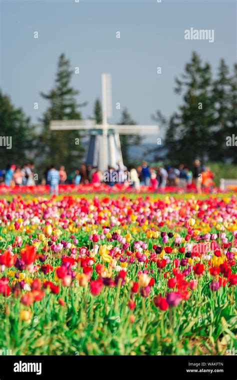 Wooden Shoe Tulip Farm Willamette Valley Oregon Editorial Use Only