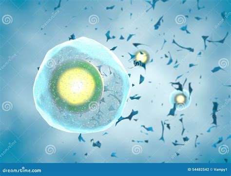 Cellule Humaine Et Noyau Illustration Stock Illustration Du Genetics