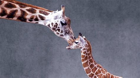 Zoo Miamis Baby Giraffe Makes Public Debut See The Adorable Photos