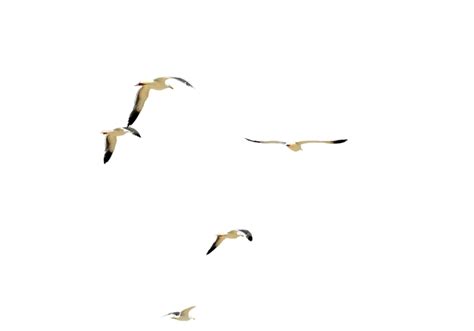 Dsc 0085 Flock Of Beach Birds Psd File By Annamae22 On Deviantart