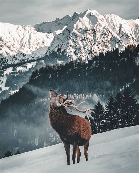 Snow Aesthetic Tumblr Animals Wildlife Nature Photography