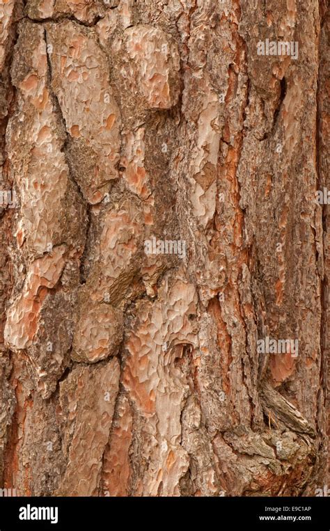 Scots Pine Tree Bark Stock Photo Alamy