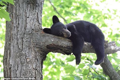 Cant Find The Sweet Spot Cute Bear Cub Wriggles Around On Tree Branch