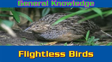 Flightless Birds Gk For Kids Gk Question And Answers Gk Tricks