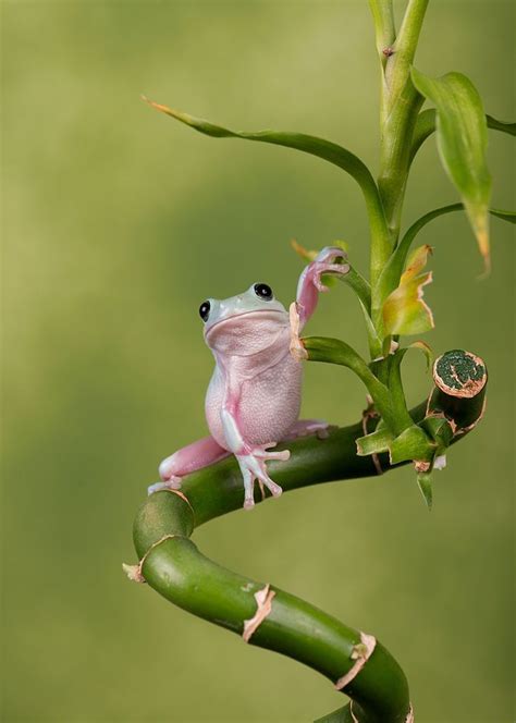 Whitestree Frog Whites Tree Frog Frog Tree Frogs