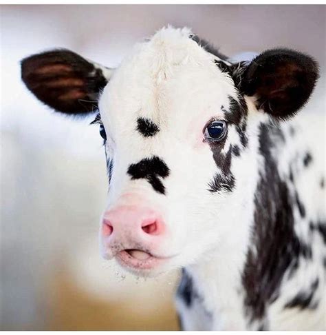 101019 Cute Baby Cow Fluffy Cows Baby Farm Animals
