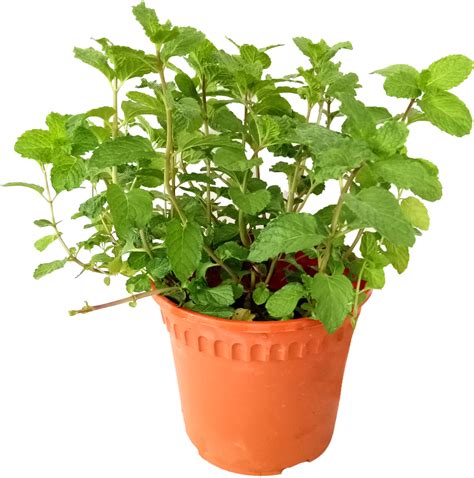 Download Hd Are Mint Leaves Edible Flowerpot Transparent Png Image