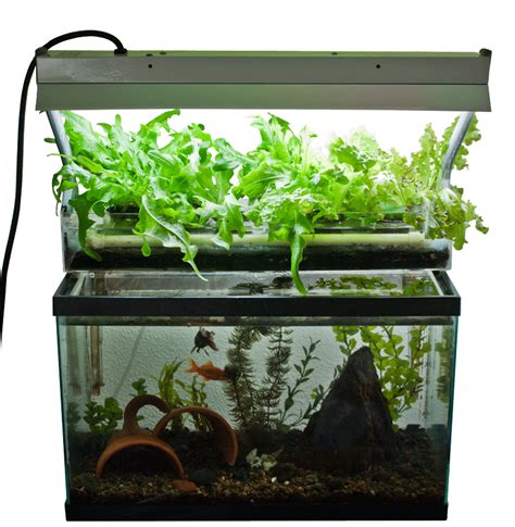 Which is the best backyard aquaponics system for you? GroPonix (version 1) System | Backyard aquaponics ...
