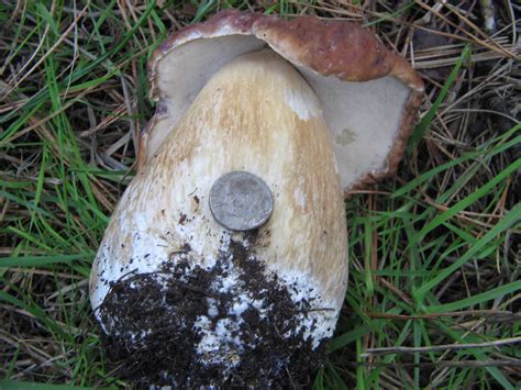 King Bolete Mushroom Hunting And Identification Shroomery Message