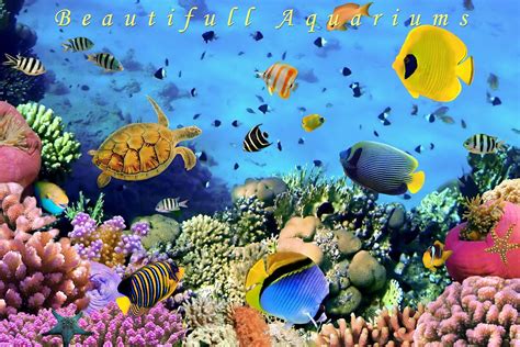 49 Live Fish Tank Wallpaper On Wallpapersafari