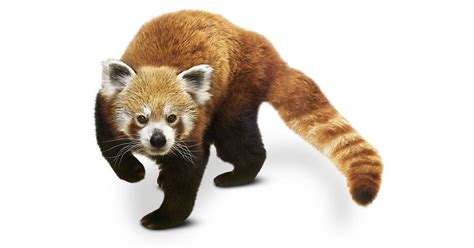 Red Panda Facts What Are Red Pandas Dk Find Out