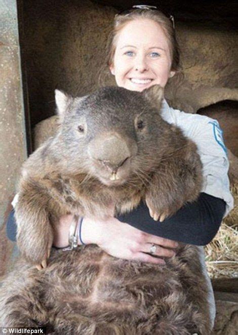 Comparative Size Of A Wombat Art And Illustration Common Wombat Happy