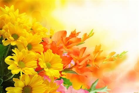A bouquet of roses and daffodils is decorated with needles. Yellow and Orange Flowers 4k Ultra HD Wallpaper ...