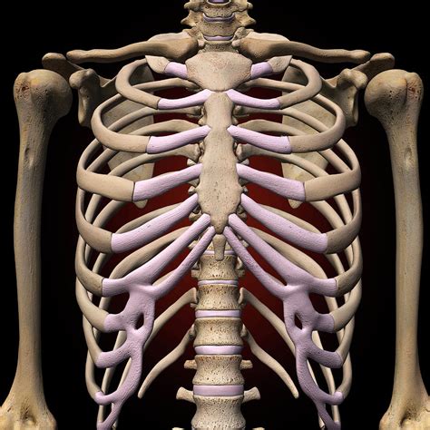 Female Rib Cage And Spine Photograph By Hank Grebe Pixels